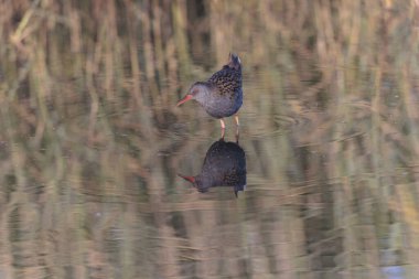 Su Demiryolu Rallus aquaticus Brittany, Fransa 'da bir bataklıkta yürüyor.