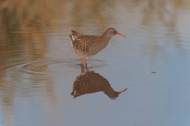 Su Demiryolu Rallus aquaticus Brittany, Fransa 'da bir bataklıkta yürüyor.