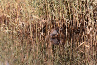 Su Demiryolu Rallus aquaticus Brittany, Fransa 'da bir bataklıkta yürüyor.