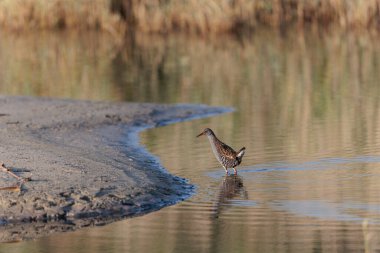 Su Demiryolu Rallus aquaticus Brittany, Fransa 'da bir bataklıkta yürüyor.