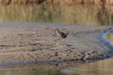 Su Demiryolu Rallus aquaticus Brittany, Fransa 'da bir bataklıkta yürüyor.