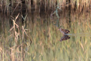 Su Demiryolu Rallus aquaticus Brittany, Fransa 'da bir bataklıkta yürüyor.