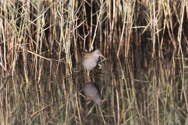 フランスのブルターニュの沼地でウォーターレールララルスアクアトニクス — ストック写真