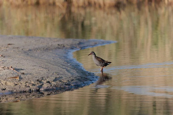 フランスのブルターニュの沼地でウォーターレールララルスアクアトニクス — ストック写真
