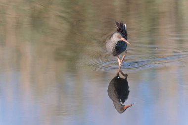 Su Demiryolu Rallus aquaticus Brittany, Fransa 'da bir bataklıkta yürüyor.