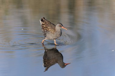 Su Demiryolu Rallus aquaticus Brittany, Fransa 'da bir bataklıkta yürüyor.
