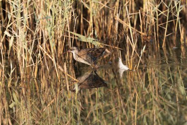 Su Demiryolu Rallus aquaticus Brittany, Fransa 'da bir bataklıkta yürüyor.