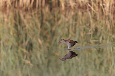 Su Demiryolu Rallus aquaticus Brittany, Fransa 'da bir bataklıkta yürüyor.