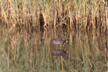 Su Demiryolu Rallus aquaticus Brittany, Fransa 'da bir bataklıkta yürüyor.