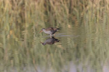 Su Demiryolu Rallus aquaticus Brittany, Fransa 'da bir bataklıkta yürüyor.