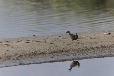 Su Demiryolu Rallus aquaticus Brittany, Fransa 'da bir bataklıkta yürüyor.