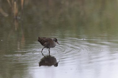 Su Demiryolu Rallus aquaticus Brittany, Fransa 'da bir bataklıkta yürüyor.