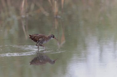 Su Demiryolu Rallus aquaticus Brittany, Fransa 'da bir bataklıkta yürüyor.