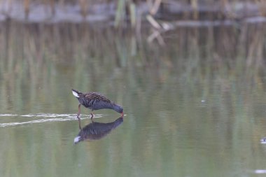 Su Demiryolu Rallus aquaticus Brittany, Fransa 'da bir bataklıkta yürüyor.