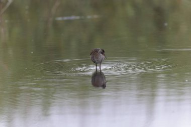 Su Demiryolu Rallus aquaticus Brittany, Fransa 'da bir bataklıkta yürüyor.