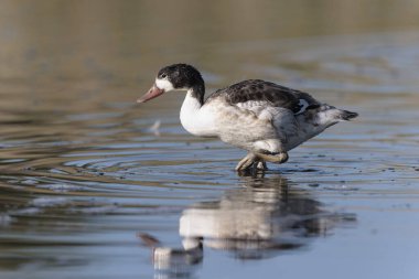 Fransa, Brittany 'de bir bataklıkta sıradan bir kabuklu ördek.