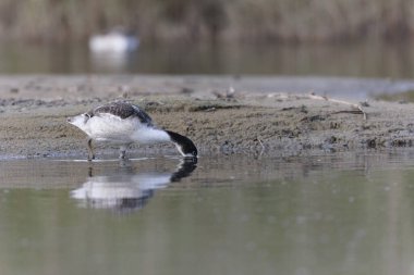 Fransa, Brittany 'de bir bataklıkta sıradan bir kabuklu ördek.