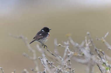 Avrupa Taşkakanı Saxicola rubicola tünemesi