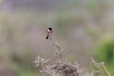 Avrupa Taşkakanı Saxicola rubicola tünemesi