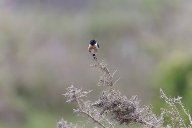 Avrupa Taşkakanı Saxicola rubicola tünemesi