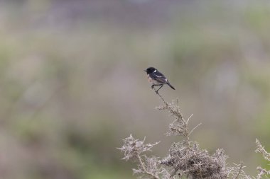 Avrupa Taşkakanı Saxicola rubicola tünemesi