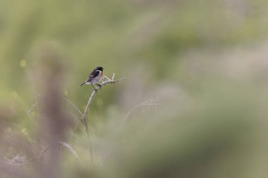 Avrupa Taşkakanı Saxicola rubicola tünemesi