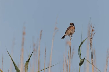 Avrupa Taşkakanı Saxicola rubicola tünemesi