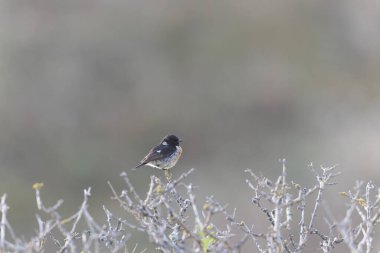 Avrupa Taşkakanı Saxicola rubicola tünemesi