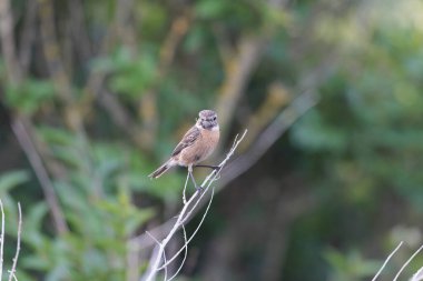Avrupa Taşkakanı Saxicola rubicola tünemesi