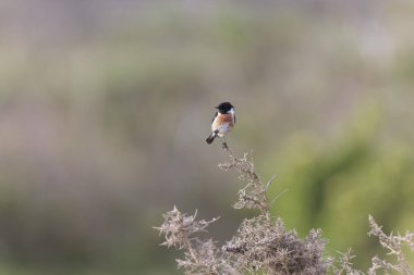 Avrupa Taşkakanı Saxicola rubicola tünemesi