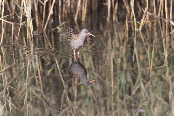 Water Rail Rallus Aquaticus Wading Swamp Brittany France — Stock Photo, Image