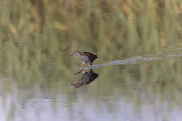 Water Rail Rallus Aquaticus Wading Swamp Brittany France — Stock Photo, Image