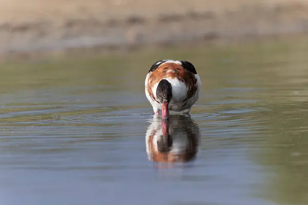 法国布列塔尼沼泽地中的普通鸭Tadorna Tadorna — 图库照片