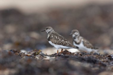 Ruddy Turnstone Arenaria, Fransa 'nın Normandiya kentindeki kumlu bir sahilde dalgaların alçalmasını yorumluyor.