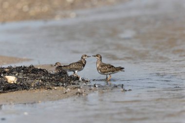 Ruddy Turnstone Arenaria, Fransa 'nın Normandiya kentindeki kumlu bir sahilde dalgaların alçalmasını yorumluyor.