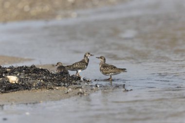 Ruddy Turnstone Arenaria, Fransa 'nın Normandiya kentindeki kumlu bir sahilde dalgaların alçalmasını yorumluyor.