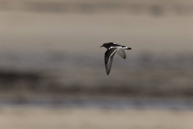 Ruddy Turnstone Arenaria, Fransa 'nın Normandiya kentindeki kumlu bir sahilde dalgaların alçalmasını yorumluyor.