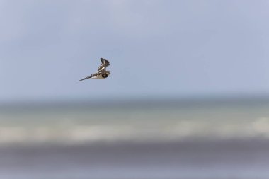 Ruddy Turnstone Arenaria, Fransa 'nın Normandiya kentindeki kumlu bir sahilde dalgaların alçalmasını yorumluyor.