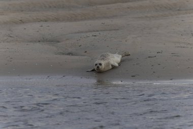 Foca vitulina kumlu bir sahilde dalgaların çekildiği yerde dinleniyor.