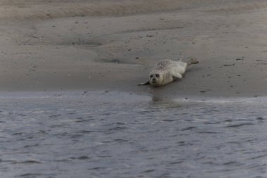 Foca vitulina kumlu bir sahilde dalgaların çekildiği yerde dinleniyor.