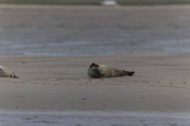 Foca vitulina kumlu bir sahilde dalgaların çekildiği yerde dinleniyor.