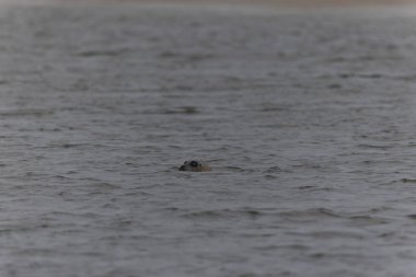 Foca vitulina kumlu bir sahilde dalgaların çekildiği yerde dinleniyor.