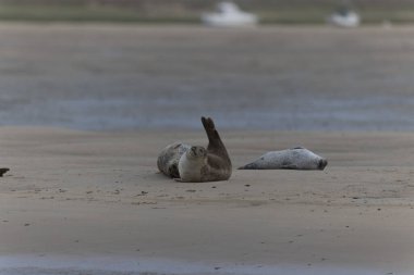 Foca vitulina kumlu bir sahilde dalgaların çekildiği yerde dinleniyor.