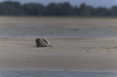 Foca vitulina kumlu bir sahilde dalgaların çekildiği yerde dinleniyor.
