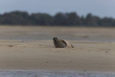 Foca vitulina kumlu bir sahilde dalgaların çekildiği yerde dinleniyor.