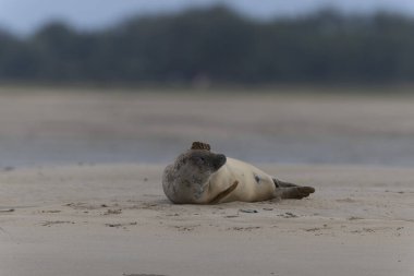 Foca vitulina kumlu bir sahilde dalgaların çekildiği yerde dinleniyor.