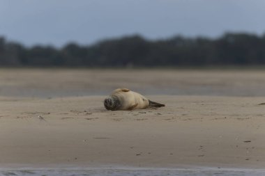 Foca vitulina kumlu bir sahilde dalgaların çekildiği yerde dinleniyor.