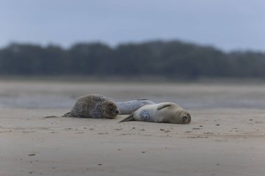 Foca vitulina kumlu bir sahilde dalgaların çekildiği yerde dinleniyor.