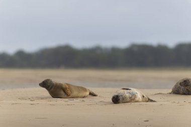 Foca vitulina kumlu bir sahilde dalgaların çekildiği yerde dinleniyor.