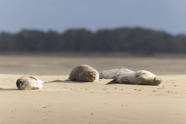 Foca vitulina kumlu bir sahilde dalgaların çekildiği yerde dinleniyor.